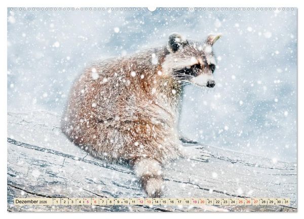 Produktbild: Waschb&auml;r - Niedlicher Allesfresser (Wandkalender 2026 DIN A2 quer), CALVENDO Monatskalender
