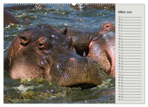 Produktbild: Hippos - Begegnungen in Afrika (hochwertiger Premium Wandkalender 2026 DIN A2 quer), Kunstdruck in Hochglanz