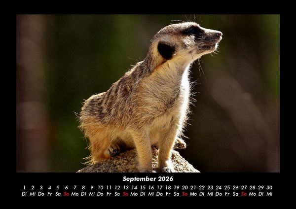 Produktbild: Tierkalender 2026 Fotokalender DIN A3