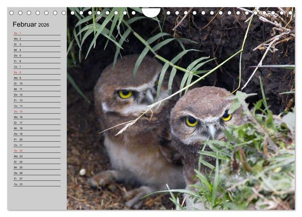 Produktbild: Eulen. W&auml;chter der Nacht (Wandkalender 2026 DIN A4 quer), CALVENDO Monatskalender