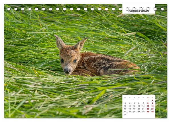 Produktbild: Zwei Tierfotografen Zw&ouml;lf Highlights (Tischkalender 2026 DIN A5 quer), CALVENDO Monatskalender