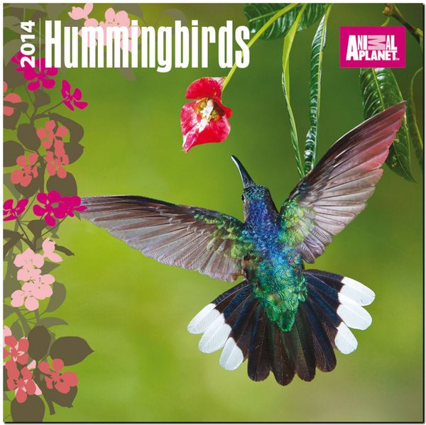 Produktbild: Animal Planet Hummingbirds Calendar