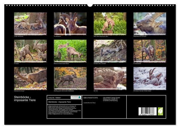 Produktbild: Steinb&ouml;cke - imposante Tiere (hochwertiger Premium Wandkalender 2026 DIN A2 quer), Kunstdruck in Hochglanz