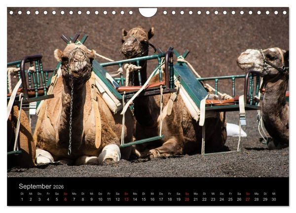 Produktbild: Unterwegs auf Lanzarote (Wandkalender 2026 DIN A4 quer), CALVENDO Monatskalender