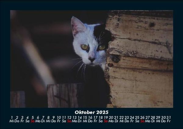 Produktbild: F&uuml;r Katzenfreunde 2025 Fotokalender DIN A5