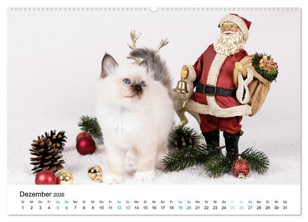 Produktbild: Heilige Birma Kitten - ein Traum auf wei&szlig;en Pf&ouml;tchen (Wandkalender 2026 DIN A2 quer), CALVENDO Monatskalender