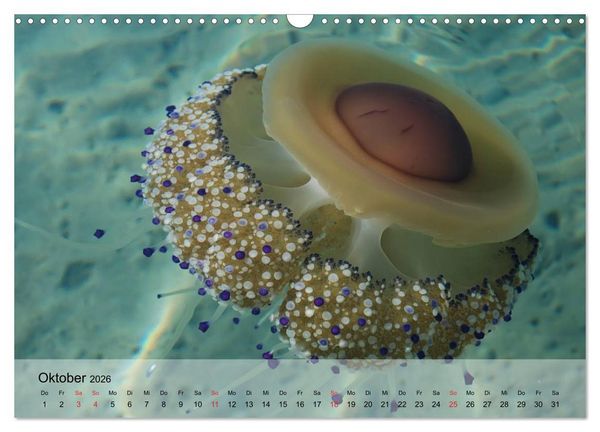 Produktbild: Quallen. Die Welt der Medusen (Wandkalender 2026 DIN A3 quer), CALVENDO Monatskalender