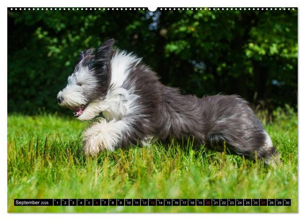Produktbild: Liebenswerter Clown Bearded Collie (Wandkalender 2026 DIN A2 quer), CALVENDO Monatskalender