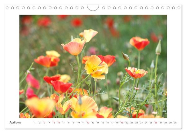 Produktbild: Bl&uuml;ten eines Sommers (Wandkalender 2026 DIN A4 quer), CALVENDO Monatskalender