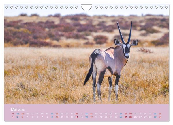 Produktbild: Antilopen, sch&ouml;n und schnell (Wandkalender 2026 DIN A4 quer), CALVENDO Monatskalender