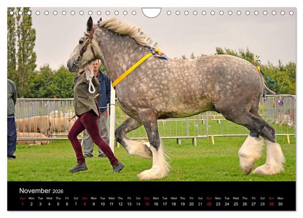 Produktbild: BIG BOLD AND BEAUTIFUL (Wall Calendar 2026 DIN A4 landscape), CALVENDO 12 Month Wall Calendar