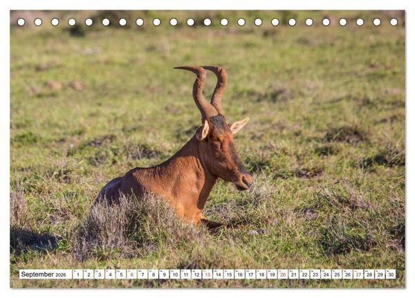 Produktbild: Wunderwelt der Tiere - S&uuml;dafrika (Tischkalender 2026 DIN A5 quer), CALVENDO Monatskalender