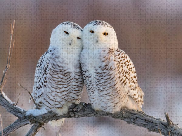 Produktbild: CALVENDO Puzzle Ein Motiv aus dem Kalender Waldgefl&uuml;ster | 1000 Teile Lege-Gr&ouml;&szlig;e 64x48cm Foto-Puzzle f&uuml;r gl&uuml;ckliche Stunden