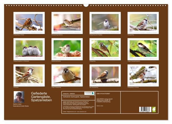 Produktbild: Gefiederte Garteng&auml;ste, Spatzenleben (Wandkalender 2026 DIN A2 quer), CALVENDO Monatskalender