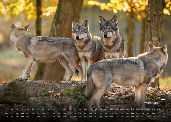 Produktbild: Waldtiere - Heimische Waldbewohner - Der Tierkalender - 2027 - Kalender DIN A3