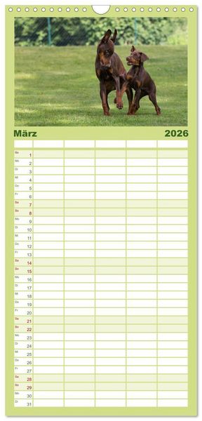 Produktbild: Familienplaner 2026 - Dobermann mit 5 Spalten (Wandkalender, 21 x 45 cm) CALVENDO