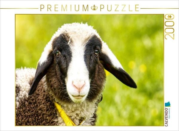 CALVENDO Puzzle Schlappohrlamm | 2000 Teile Lege-Größe 90x67cm Foto-Puzzle für glückliche Stunden, Sonstige von , Calvendo Puzzle, 4066851647531