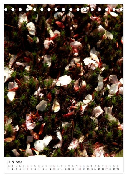Produktbild: Japan - Kirschbl&uuml;ten (Tischkalender 2026 DIN A5 hoch), CALVENDO Monatskalender