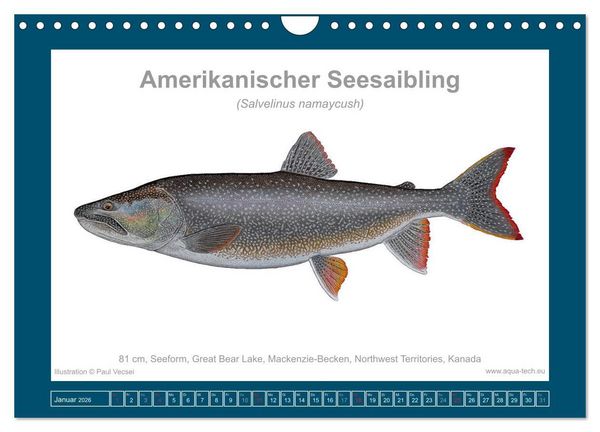 Produktbild: Fisch als Kunst 2026: Amerikanische Saiblinge (Wandkalender 2026 DIN A4 quer), CALVENDO Monatskalender