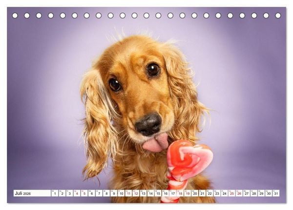 Produktbild: Hunde im Naschparadies (Tischkalender 2026 DIN A5 quer), CALVENDO Monatskalender