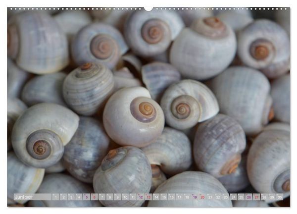 Produktbild: H&auml;user der Meere: Muscheln - Seeigel - Schnecken (hochwertiger Premium Wandkalender 2027 DIN A2 quer), Kunstdruck in Hochglanz