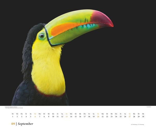 Produktbild: Tim Flach: Vögel 2026 – Posterkalender von DUMONT– Vogel-Porträts von Tim Flach – Poster-Format 50 x 70 cm