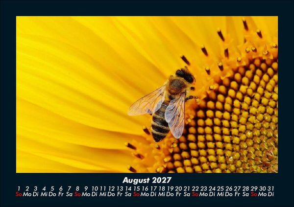 Produktbild: Bienen 2027 Fotokalender DIN A5