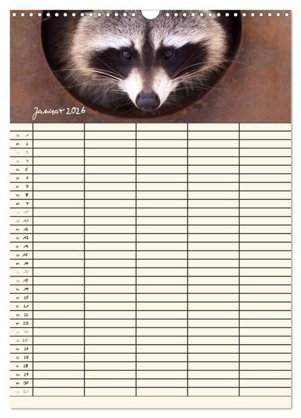 Produktbild: Waschb&auml;ren Familienplaner (Wandkalender 2026 DIN A3 hoch), CALVENDO Monatskalender
