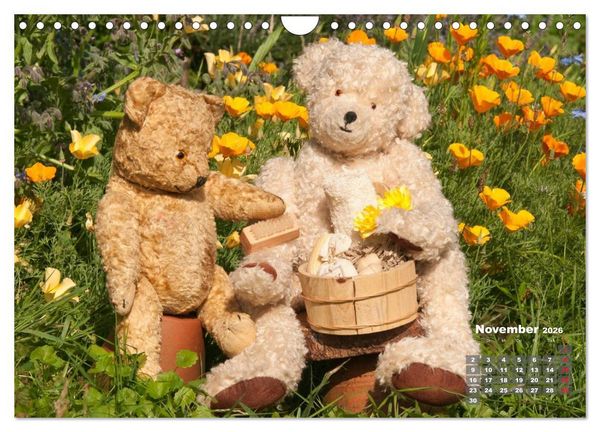Produktbild: Geliebte B&auml;ren - Teddys (Wandkalender 2026 DIN A4 quer), CALVENDO Monatskalender