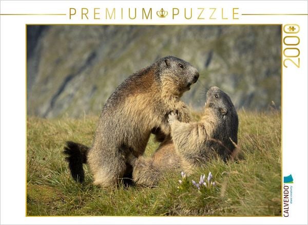 Produktbild: CALVENDO Puzzle Raufbolde | 2000 Teile Lege-Gr&ouml;&szlig;e 90x67cm Foto-Puzzle f&uuml;r gl&uuml;ckliche Stunden
