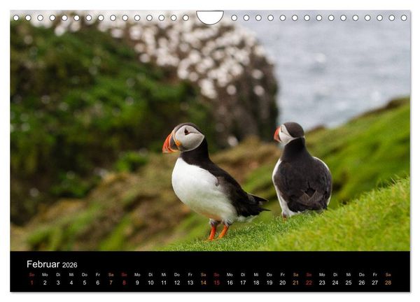 Produktbild: Welt der Papageitaucher (Wandkalender 2026 DIN A4 quer), CALVENDO Monatskalender