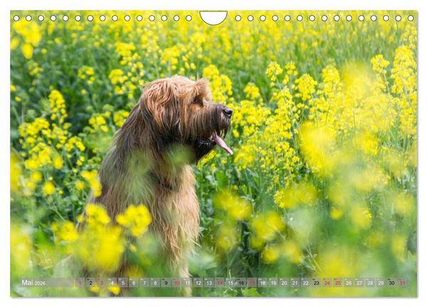 Produktbild: Briards - sanfte Riesen mit Temperament (Wandkalender 2026 DIN A4 quer), CALVENDO Monatskalender