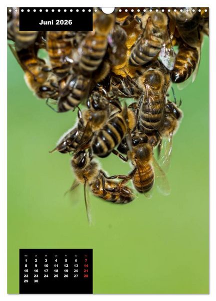 Produktbild: Bienen in ihrem geheimen Reich (Wandkalender 2026 DIN A3 hoch), CALVENDO Monatskalender
