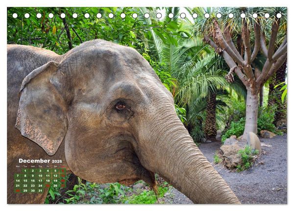 Produktbild: Gentle giants in the jungle (Desk Calendar 2026 DIN A5 landscape), CALVENDO 12 Month DeskCalendar