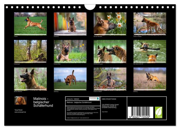 Produktbild: Malinois - belgischer Sch&auml;ferhund (Wandkalender 2026 DIN A4 quer), CALVENDO Monatskalender