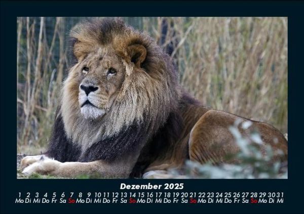 Produktbild: L&ouml;wen in der Wildnis 2025 Fotokalender DIN A5