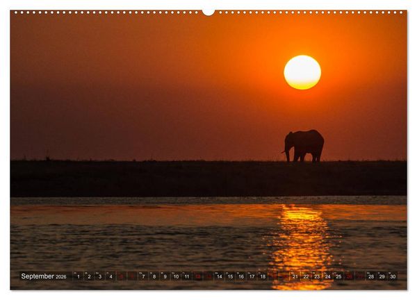Produktbild: Elefanten in Afrika - Die mit den gro&szlig;en Ohren (hochwertiger Premium Wandkalender 2026 DIN A2 quer), Kunstdruck in Hochglanz