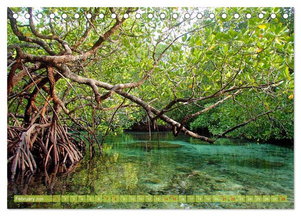 Produktbild: Mangroves - Valuable Habitat (Desk Calendar 2026 DIN A5 landscape), CALVENDO 12 Month DeskCalendar
