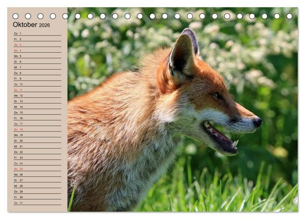 Produktbild: Der Fuchs. Bezaubernder Geselle (Tischkalender 2026 DIN A5 quer), CALVENDO Monatskalender