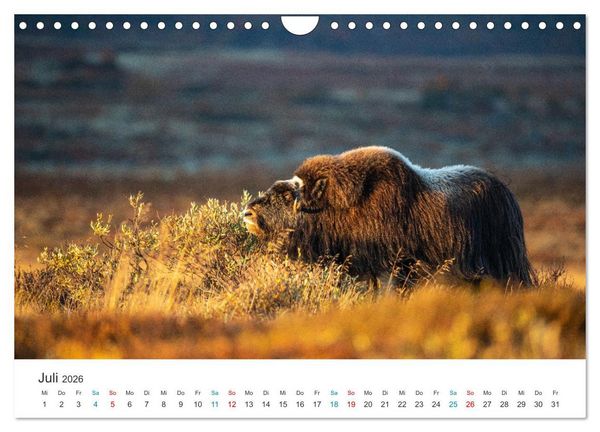 Produktbild: Die letzten Moschusochsen Europas (Wandkalender 2026 DIN A4 quer), CALVENDO Monatskalender