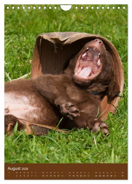 Produktbild: Chesapeake Bay Retriever 2026 (Wandkalender 2026 DIN A4 hoch), CALVENDO Monatskalender