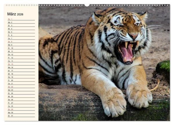 Produktbild: Tiger. Gestreift, wild und sch&ouml;n (hochwertiger Premium Wandkalender 2026 DIN A2 quer), Kunstdruck in Hochglanz