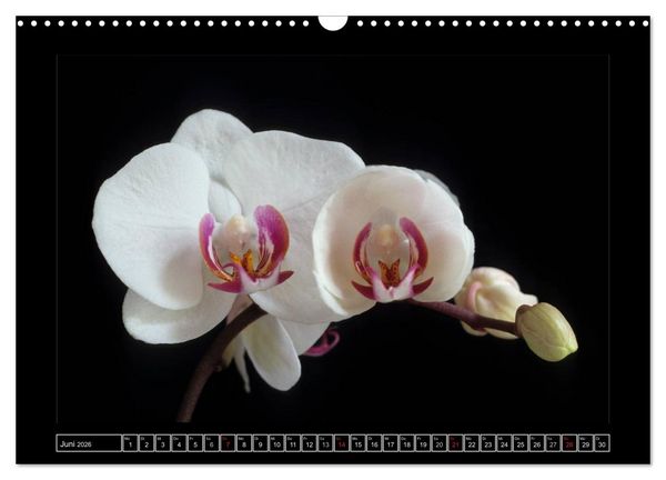 Produktbild: Orchideen 2026 (Wandkalender 2026 DIN A3 quer), CALVENDO Monatskalender