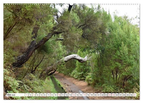 Produktbild: MADEIRA, Trauminsel im Atlantik (Wandkalender 2026 DIN A2 quer), CALVENDO Monatskalender