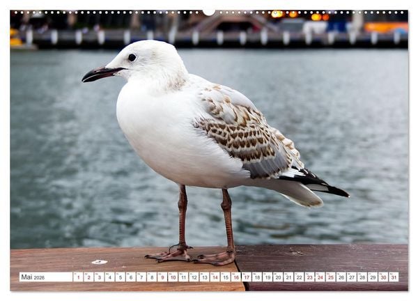 Produktbild: Australiens V&ouml;gel (hochwertiger Premium Wandkalender 2026 DIN A2 quer), Kunstdruck in Hochglanz