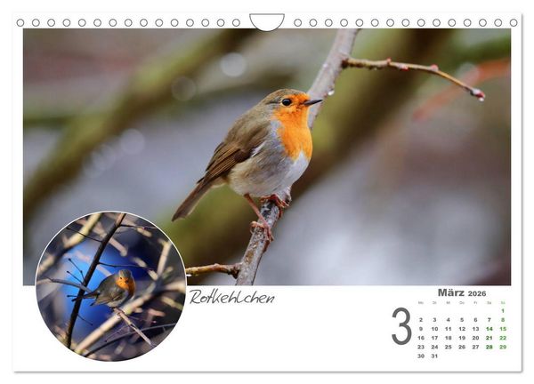 Produktbild: Gefiederte Garteng&auml;ste (Wandkalender 2026 DIN A4 quer), CALVENDO Monatskalender