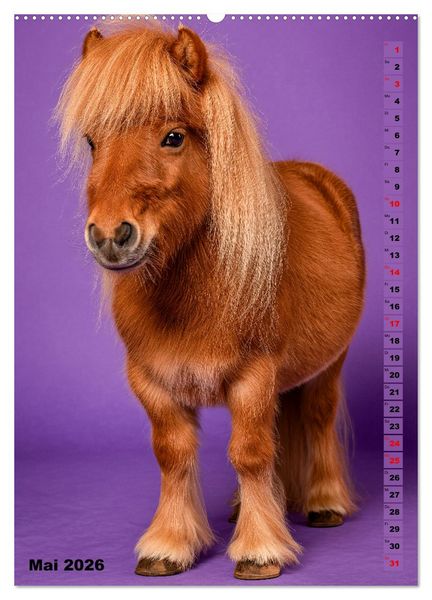 Produktbild: Das Leben ist ein Ponyhof - Zwergponys im Studiolicht (hochwertiger Premium Wandkalender 2026 DIN A2 hoch), Kunstdruck in Hochglanz
