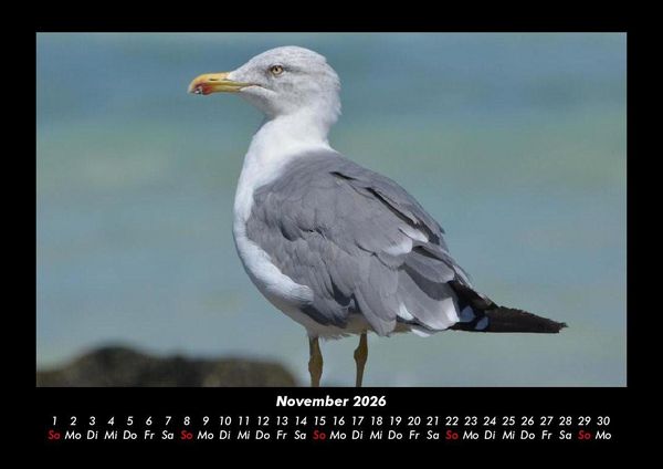 Produktbild: Vogelparadies 2026 Fotokalender DIN A3