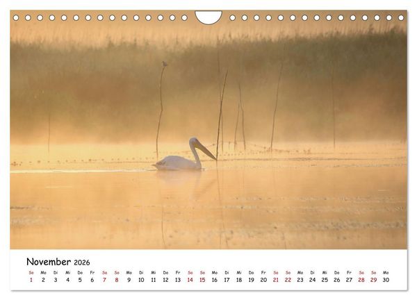 Produktbild: Eine Reise ins magische Donaudelta (Wandkalender 2026 DIN A4 quer), CALVENDO Monatskalender