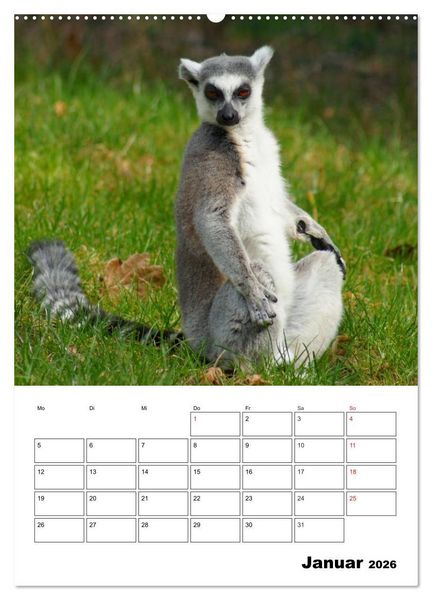 Produktbild: Katta Terminplaner (Wandkalender 2026 DIN A2 hoch), CALVENDO Monatskalender